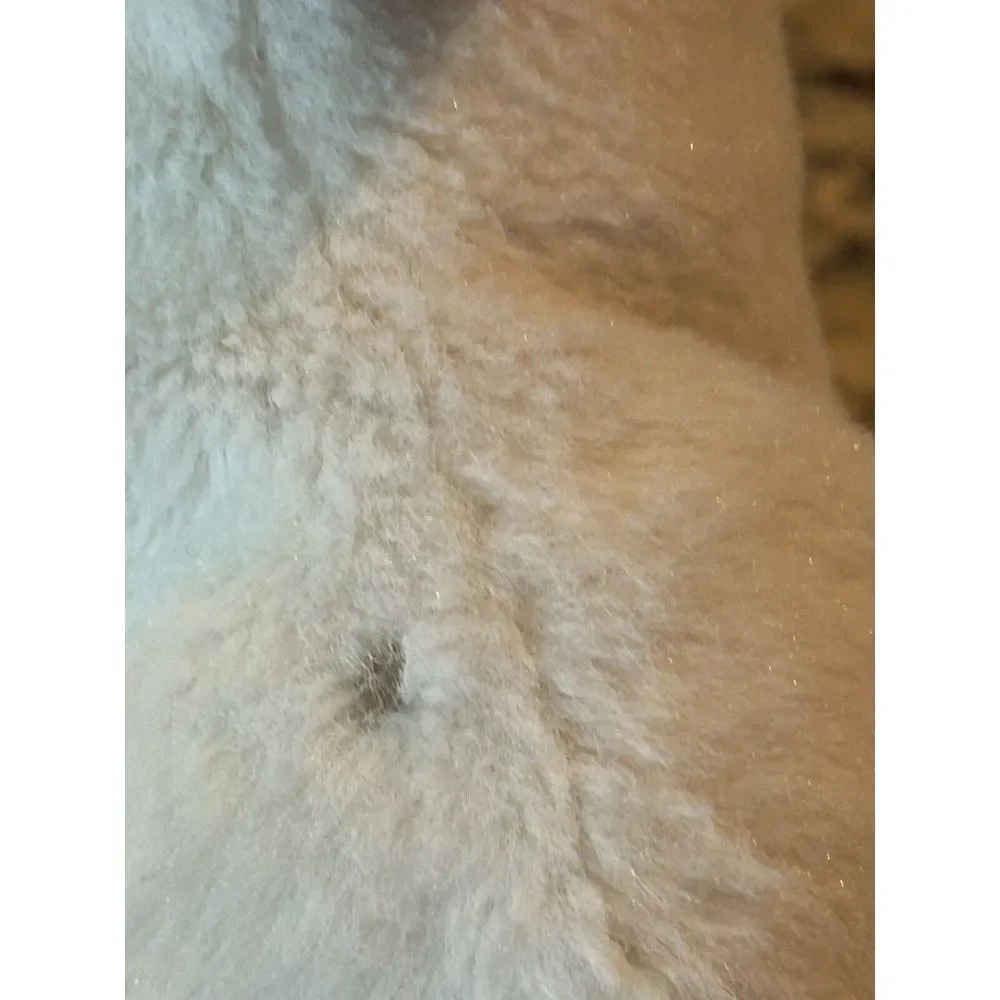 Ganz Webkinz Siamese Cat‎ Kitten HM160 Plush Stuffed Animal Toy Friend NO CODE